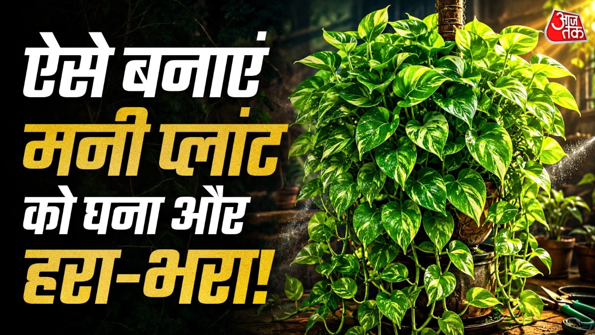मनी प्लांट में रोजाना पानी नहीं डालना चाहिए. (Photo: ITG)