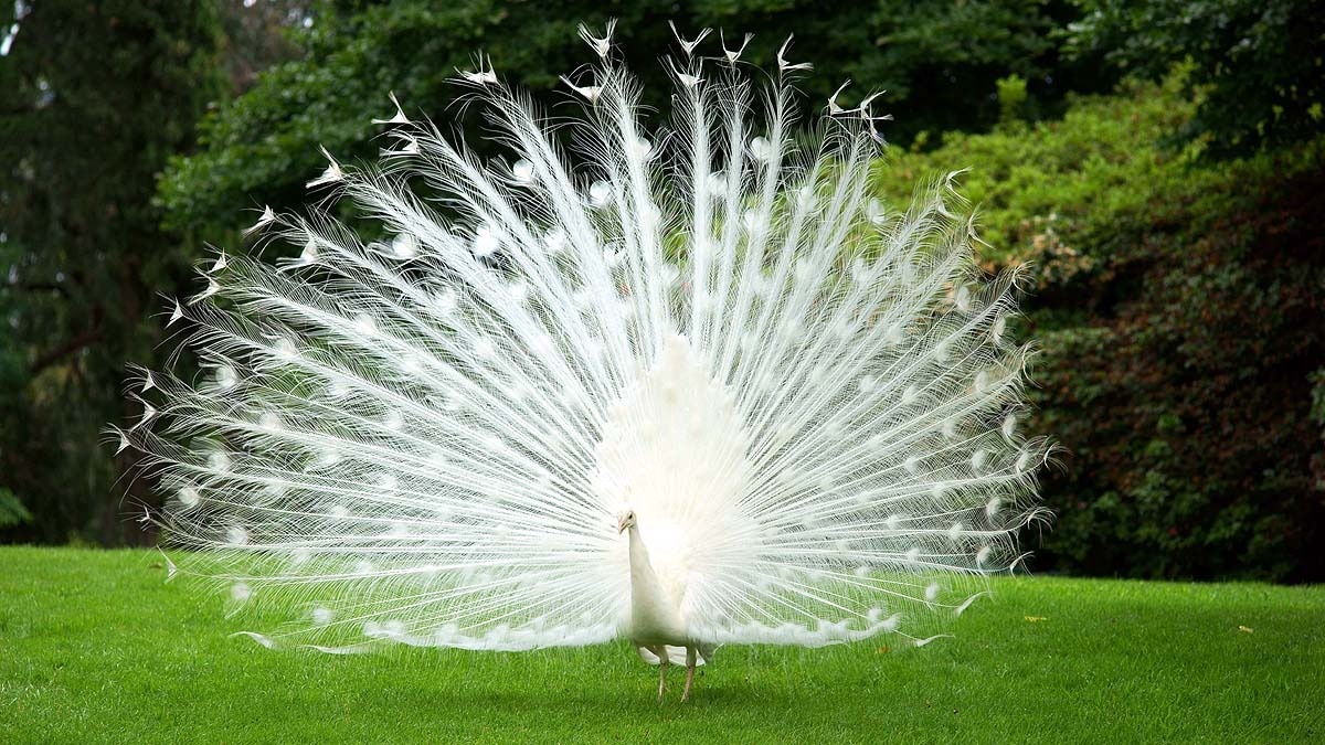 Types of Peacock