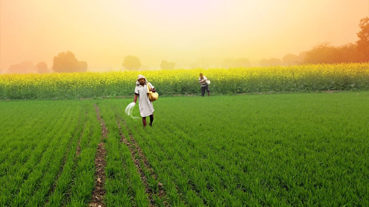 यूरिया सब्सिडी में एक साल में 128 प्रतिशत की बढ़ोतरी हुई है. (Photo- Representational)