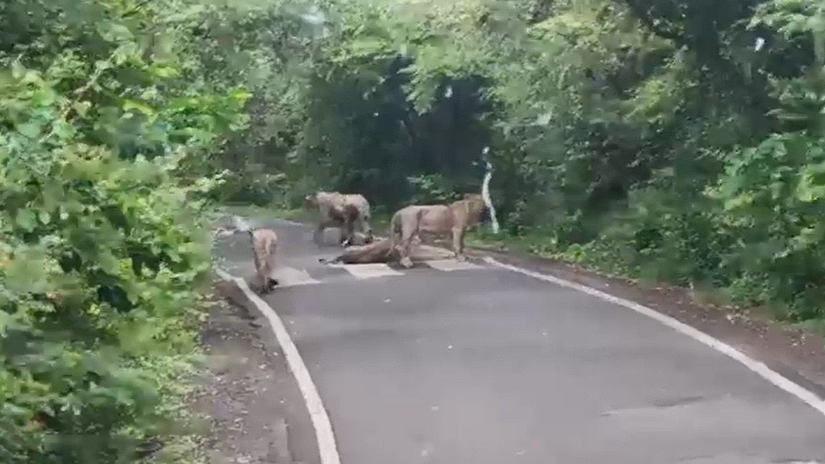 Four lions blocked the path of a Gujarat government ST bus