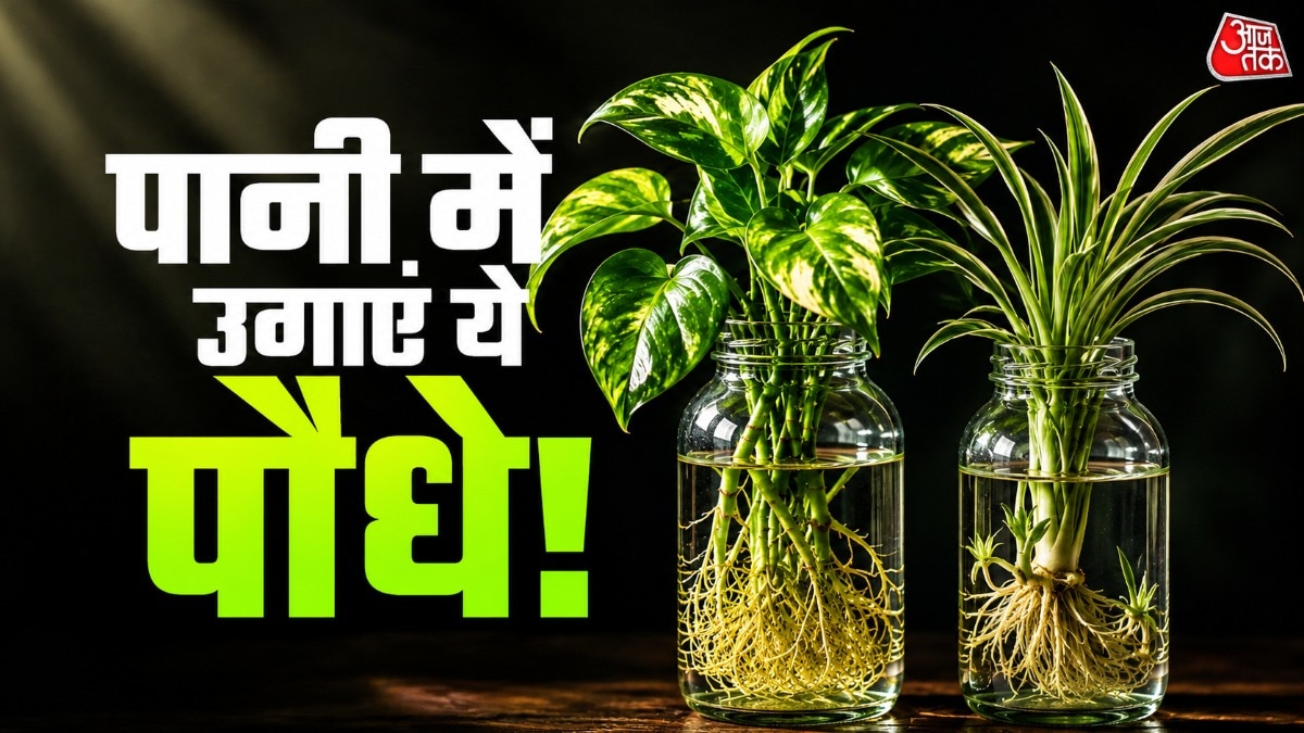 लकी बैम्बू प्लांट भी आसानी से पानी में उगाया जा सकता है. (Photo: ITG)