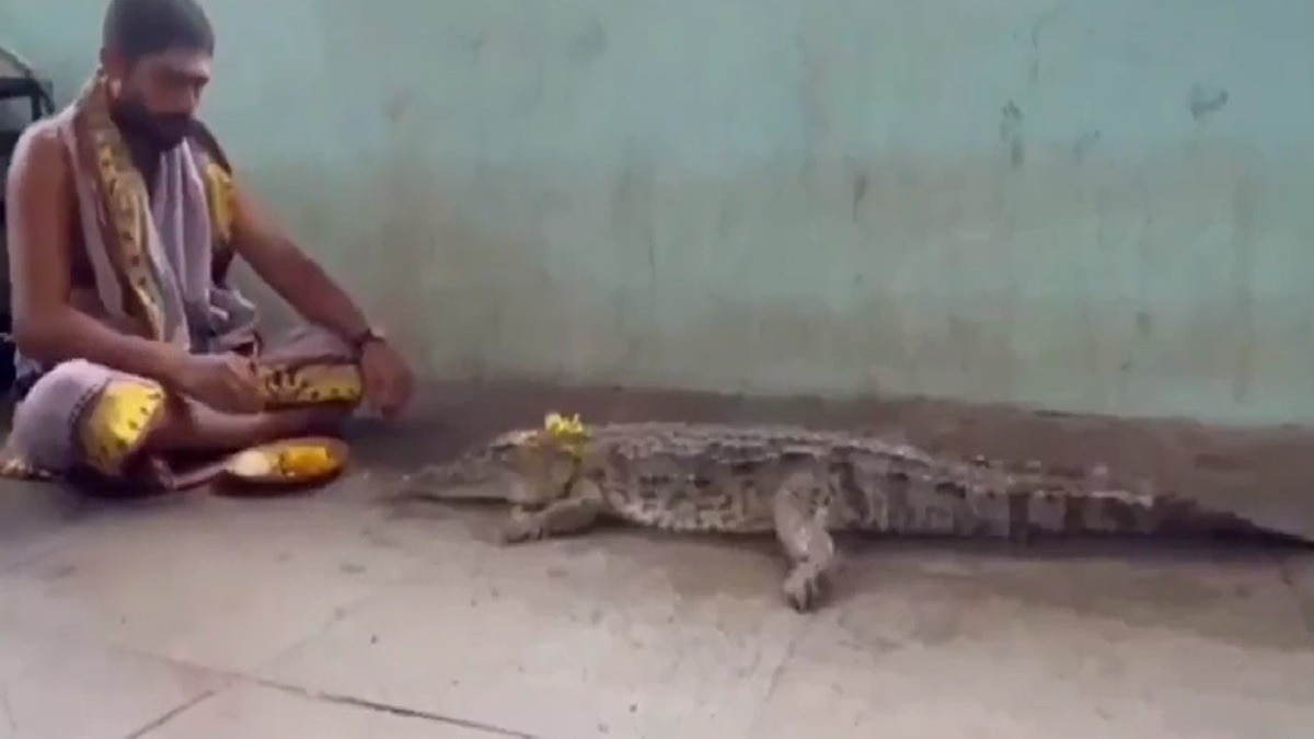 कृष्णा नदी किनारे मगरमच्छ की पूजा. (Photo: Screengrab)