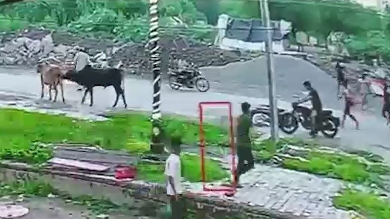हादसे के बाद सड़क पर अवारा जानवरों को लेकर छिड़ी बहस. (Photo: Screengrabs)