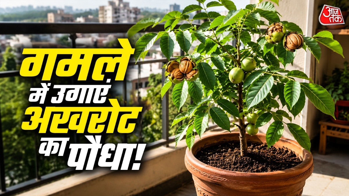 घर पर अखरोट उगाने के लिए गमले के साथ ही मिट्टी भी सही होनी चाहिए. (Photo: ITG)