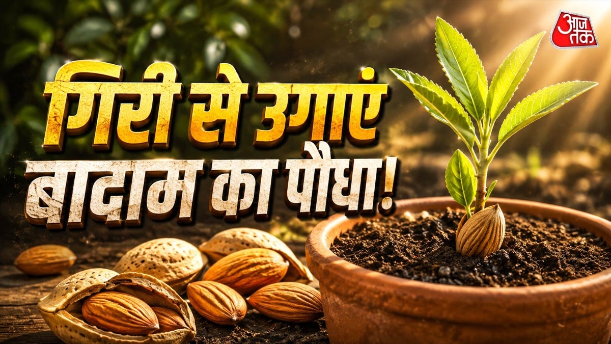 घर पर बादाम का पौधा उगाने के लिए बादाम की गिरी को पहले भिगोने की जरूरत पड़ती है. (Photo: ITG)