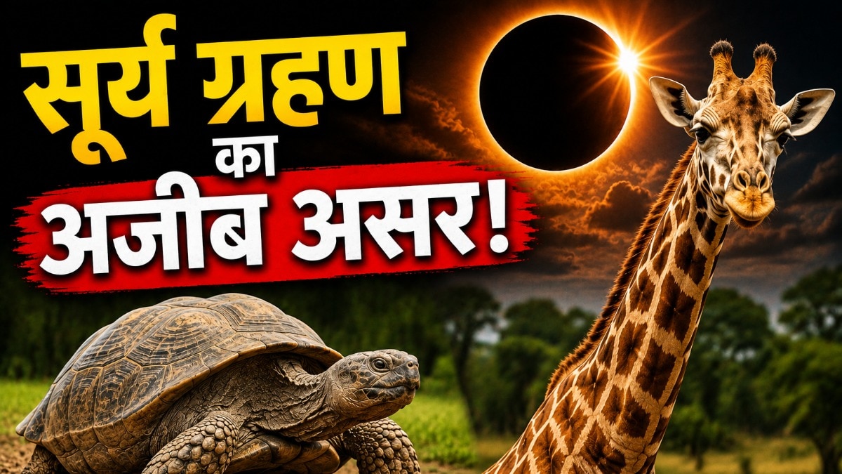 कुछ जानवर अचानक बदलाव को खतरे या किसी असामान्य घटना से जोड़कर घबराहट दिखा सकते हैं. ( Photo: ITG) 