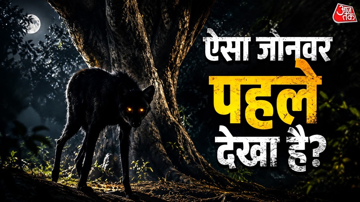 लंबी टांगें और लाल-भूरा शरीर बनाते हैं इसे खास (Photo: Insta/@flaviatasso)