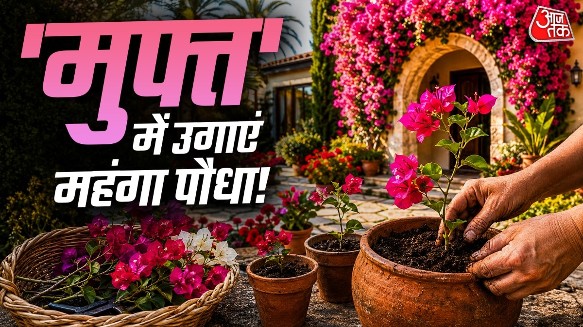 बोगनवेलिया की कटिंग लगाते ही गमले को सीधी धूप में नहीं रखना चाहिए. (Photo: ITG)