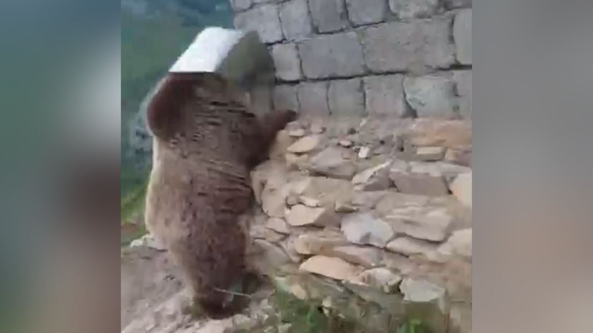 भालू के मुंह में फंस गया था डिब्बा. (Photo: Screengrab)