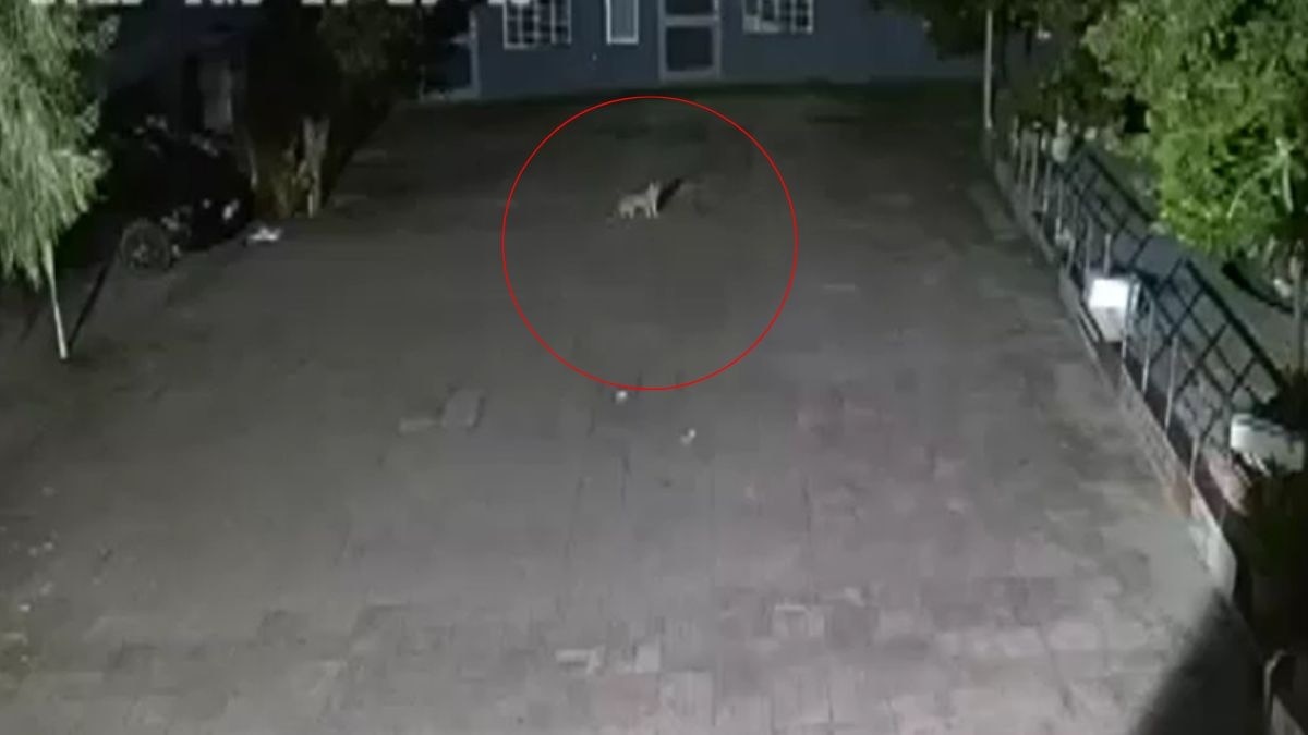 पैंथर की दहशत में रातभर जाग रहे लोग. (Photo: Screengrab)