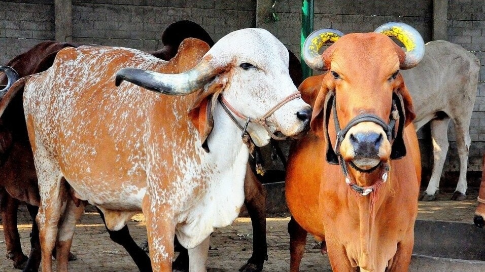 cow Up
