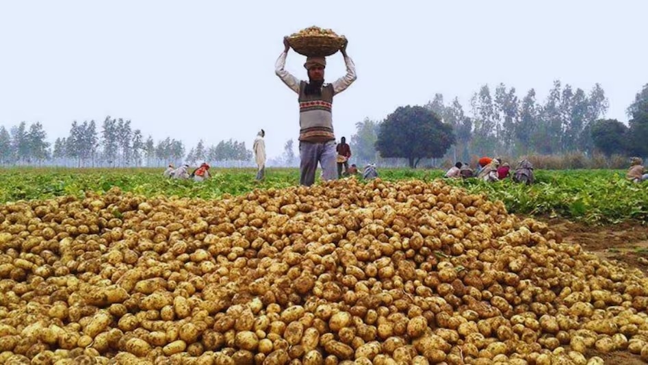 भामाशाह भाव स्थिरता कोष' से मिलेगा ₹1.50/किग्रा का भावांतर भुगतान (Photo-ITG)