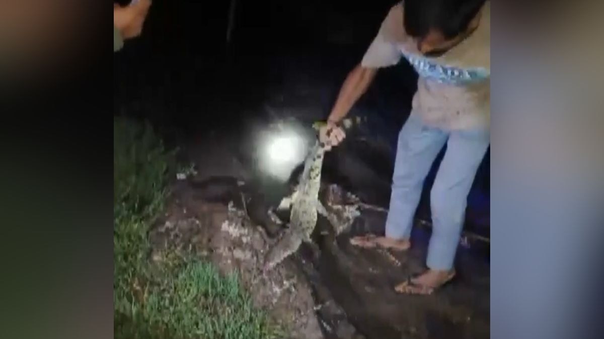 ग्रामीणों ने मगरमच्छ को वापस गंगा में छोड़ दिया. (Photo: Screengrab)