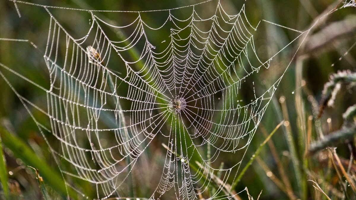 मकड़ी के जाले स्टील के वायर से भी कई गुना मजबूत होते हैं (Photo - Pexels)