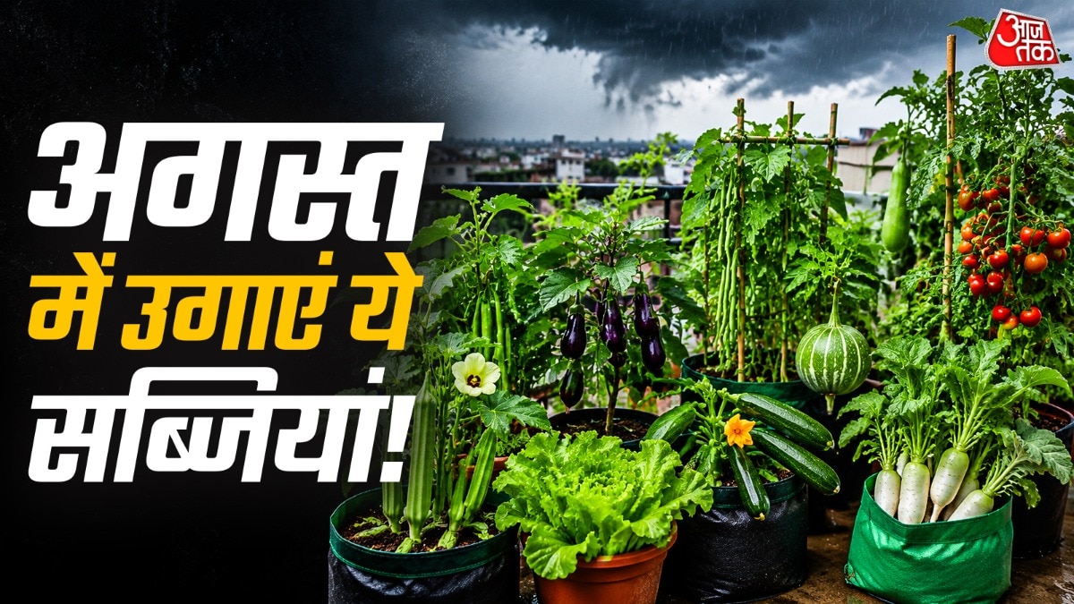 अगस्त के महीने में टमाटर, लौकी और भिंडी जैसी सब्जियां उगाई जा सकती हैं. (Photo: ITG)