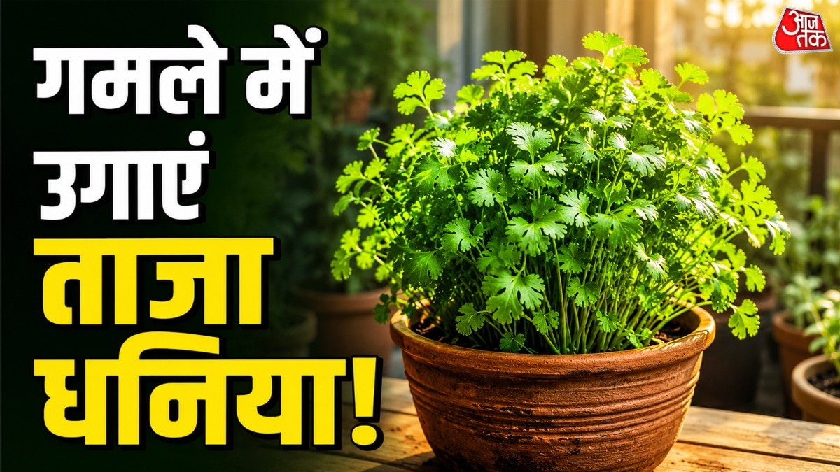 धनिया के पौधे को सीधे गमले में बोना चाहिए. (Photo: ITG)