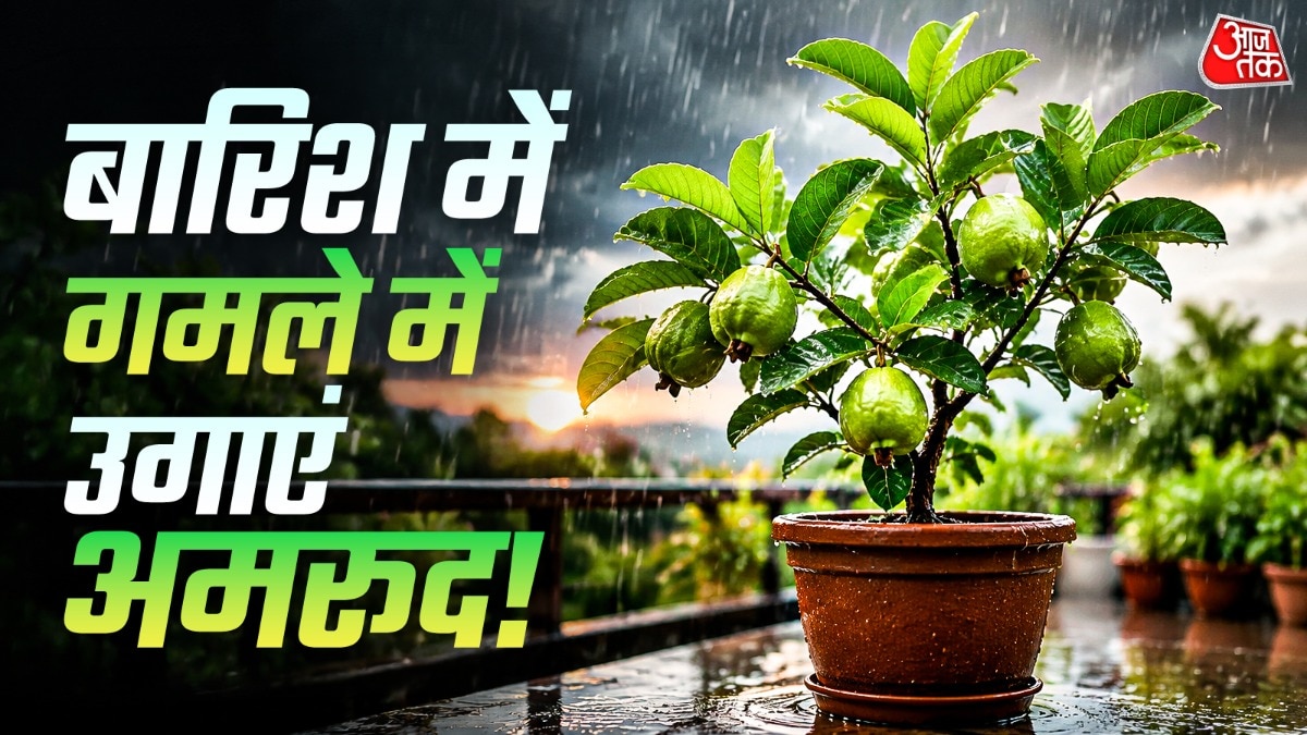 How To Grow Guava In Pot (Photo: ITG)