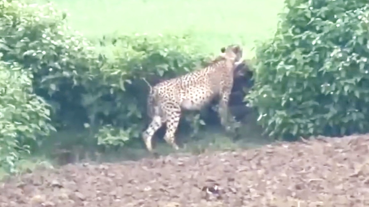 kuno cheetah