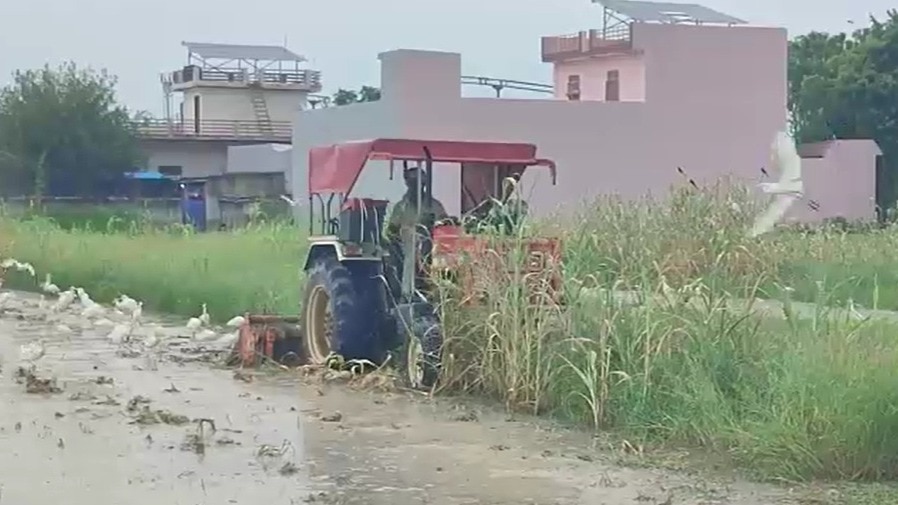 खड़ी फसल पर ट्रैक्टर चलाते लोग. (Photo: Screengrabs)