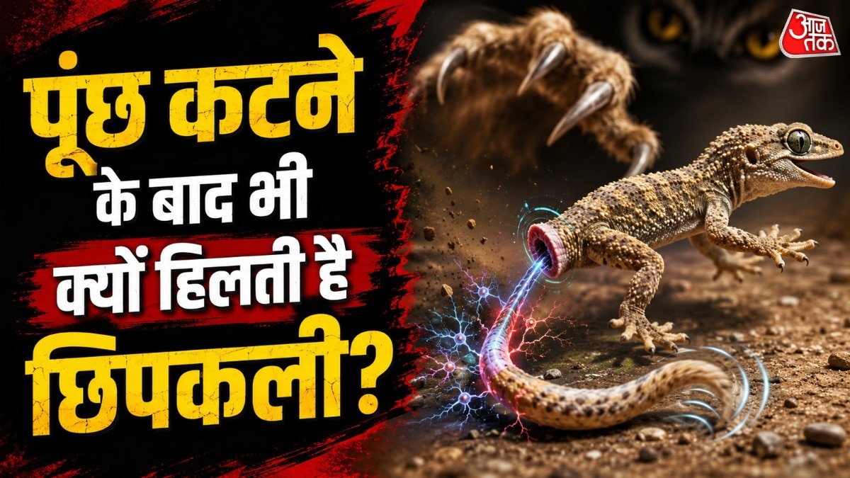 छिपकली की पूंछ में कुछ ऐसे हिस्से होते हैं, जहां से वह जरूरत पड़ने पर पूंछ को अलग कर सकती है. ( Photo: ITG)
