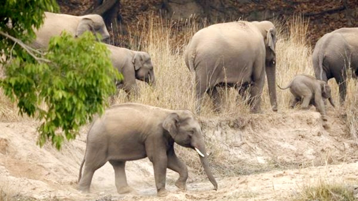 बांधवगढ़ टाइगर रिजर्व में 50 से 70 हाथियों की मौजूदगी.(Photo:ITG)