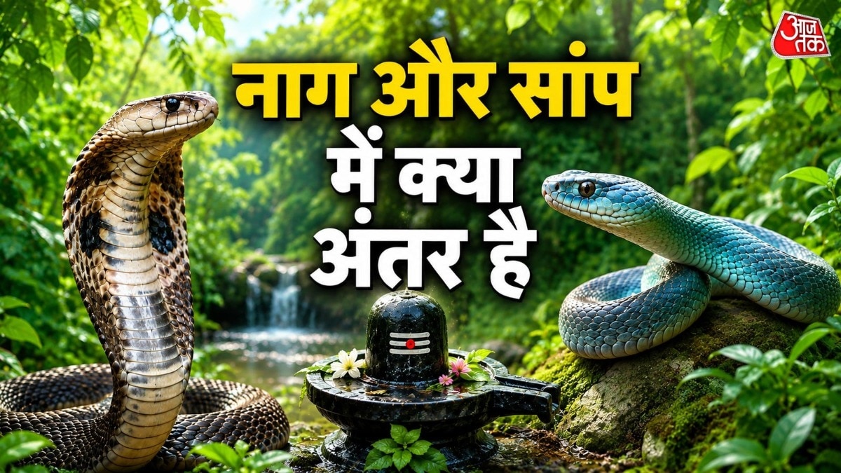 सांप और नाग में अंतर (Photo: ITG)