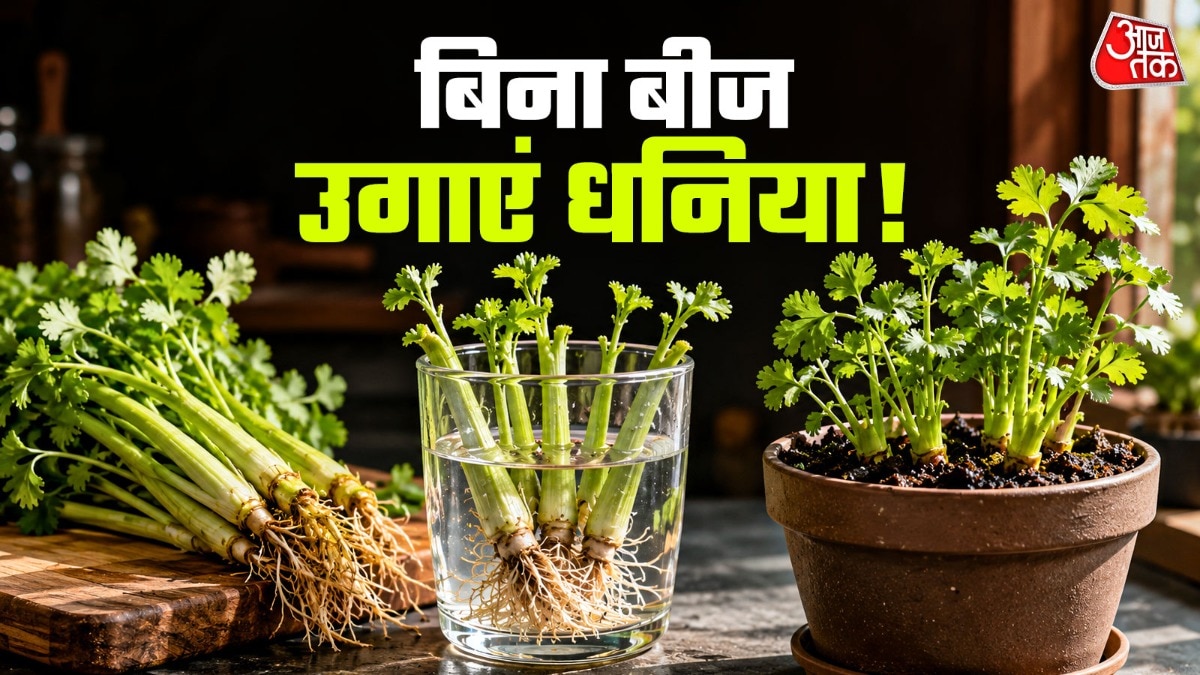धनिए का पौधा डंठल से आसानी से उगाया जा सकता है. (Photo: ITG)