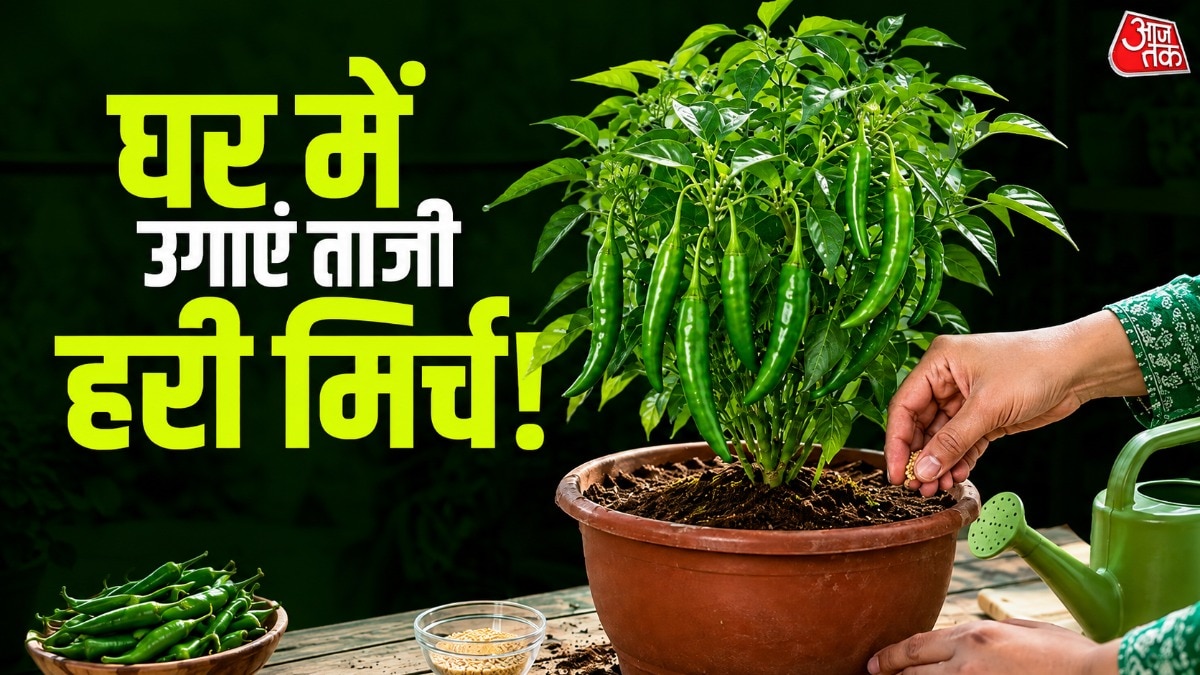 घर पर रखी हरी मिर्च के बीज निकालकर आप आसानी से हरी मिर्च का पौधा उगा सकते हैं. (Photo: ITG)