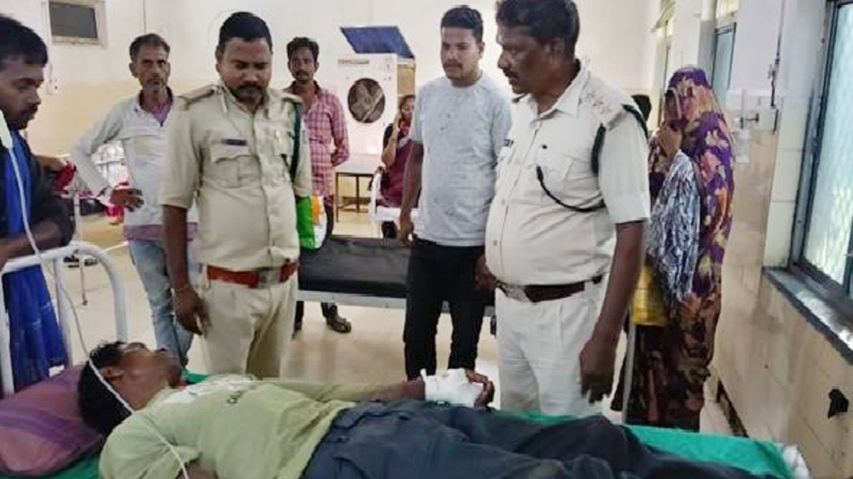 बांधवगढ़ टाइगर रिजर्व में बाघिन का हमला: भैंसों की वफादारी ने बचाई चरवाहे की जान