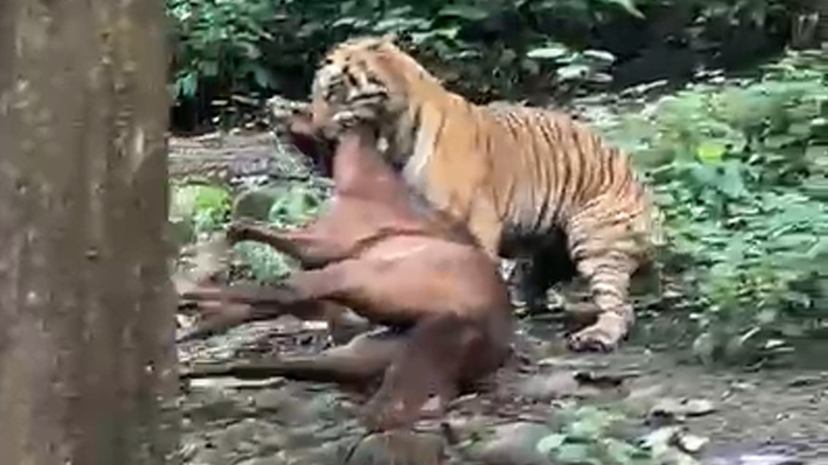 घोड़े के शिकार का वीडियो देख लाेग दहल गए (Photo ITG)