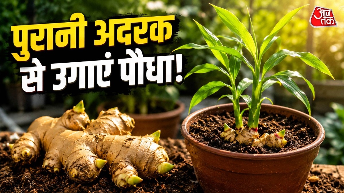 अदरक का पौधा उगाने के लिए आपको हमेशा बीज की जरूरत नहीं होती है. (Photo: ITG)