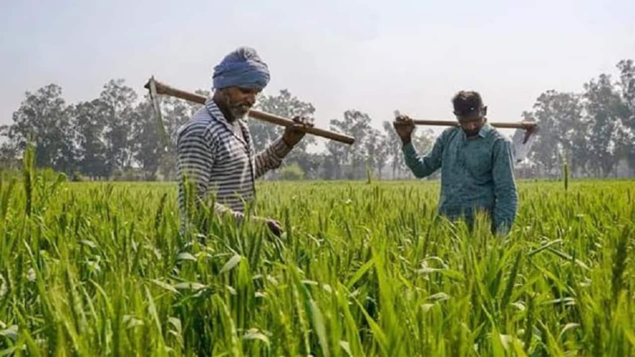 ब्रांड बनती यूपी की फसलें, हर जिले की खास उपज को मिली राष्ट्रीय पहचान