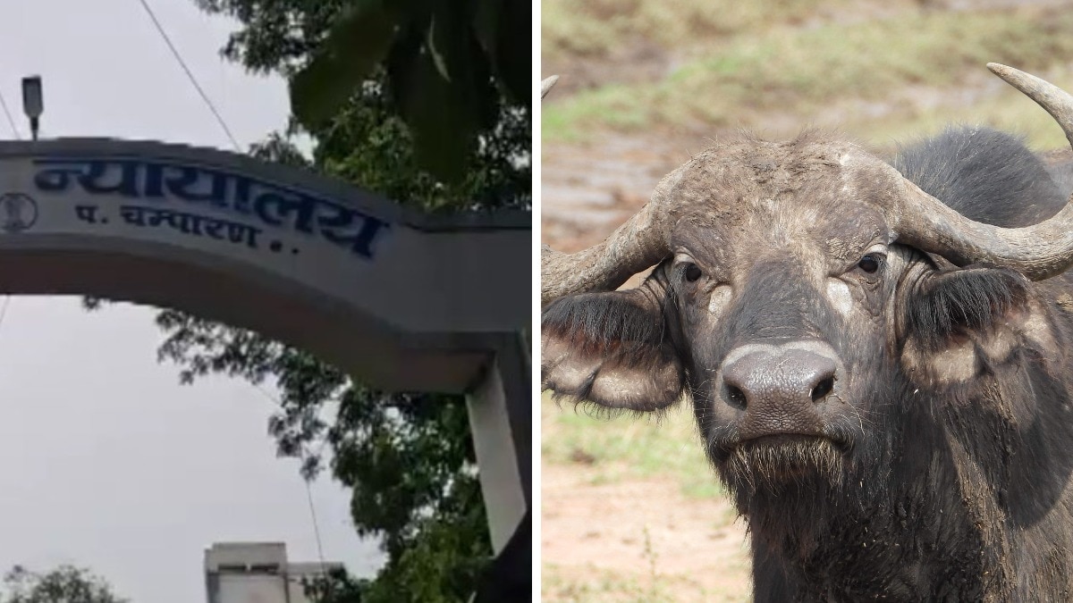 दहेज में भैंस न मिलने के कारण पति ने की पत्नी की हत्या (Photo: Pexels)