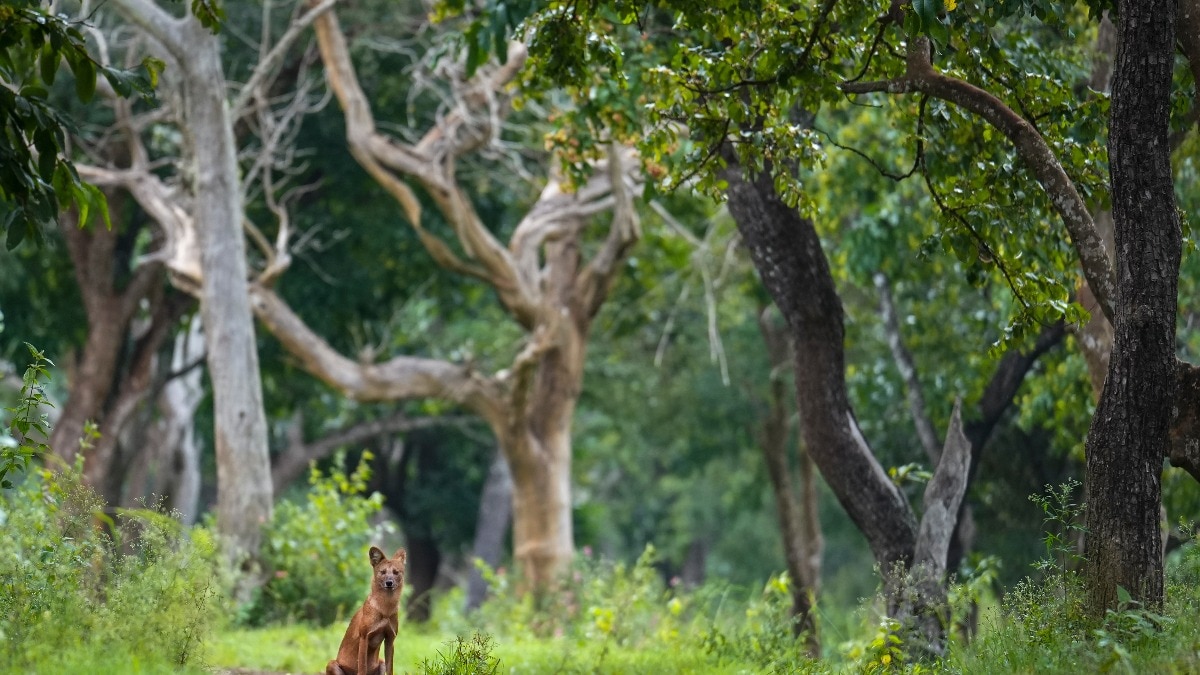 anti poaching camps blown up Karnataka forest