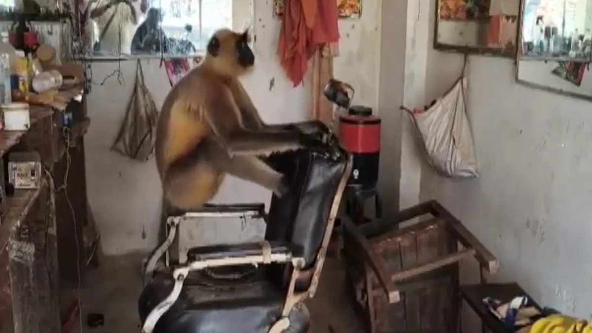 सैलून में अचानक घुसा लंगूर, नाई दुकान छोड़कर भागा. (Photo: Screengrab)