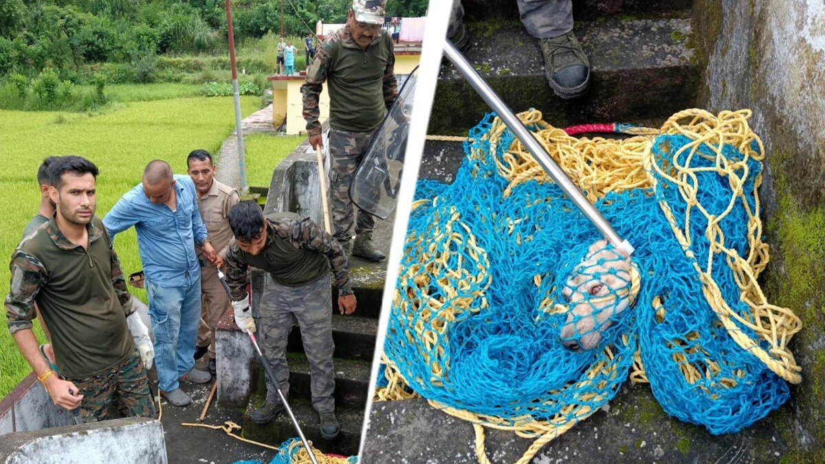 आवारा कुत्तों के आतंक से 10 स्कूल बंद. (Photo: ITG)