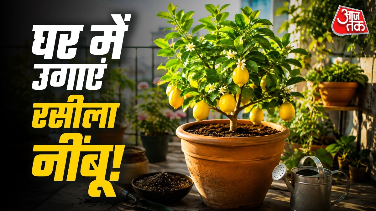 नींबू का पौधा उगाने के लिए आपको पहले नींबू के बीजों को पानी में भिगोकर रखना होगा. (Photo: ITG)