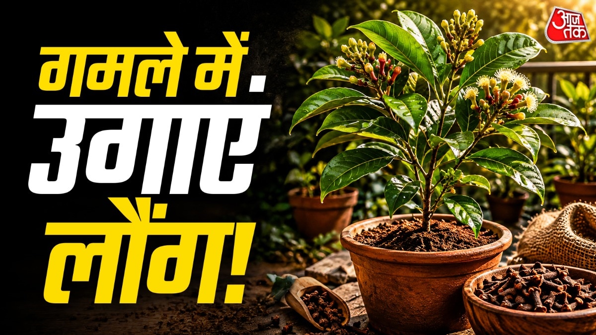 गमले में लौंग उगाने के लिए करीब 12 इंच के गमले का इस्तेमाल करना चाहिए. (Photo: ITG)
