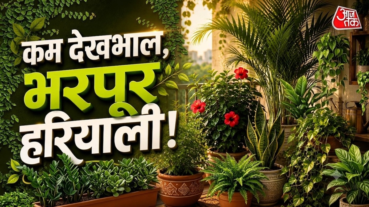 ऐसे बहुत से पेड़-पौधे हैं, जिनमें रोजाना पानी देने की जरूरत नहीं पड़ती है. (Photo: ITG)