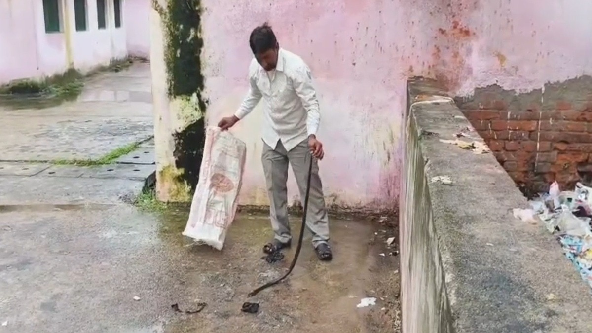 खेत में बुजुर्ग को सांप ने काटा. (Photo: Screengrab)
