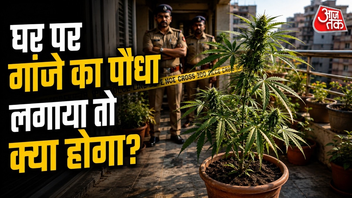 NDPS Act की धारा 20 के तहत कैनबिस के पौधे की खेती करने पर दोषी पाए जाने पर 10 साल तक की कठोर जेल हो सकती है. ( Photo: ITG)