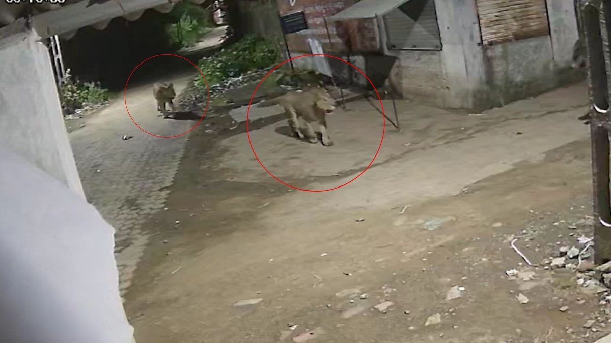 नादरख गांव में खुले में घूमते शेर (screengrab ITG)