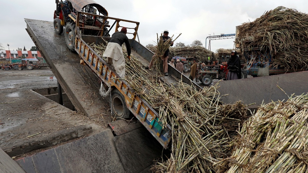 पेशावर की एक चीनी मिल में ट्रैक्टर ट्रॉली से गन्ने उतारते वर्कर. (Image: Reuters)
