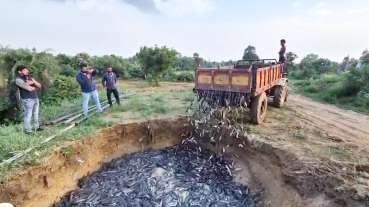 शकील खान के तालाब से मिली 360 क्विंटल थाई मांगुर.(Photo:ITG)