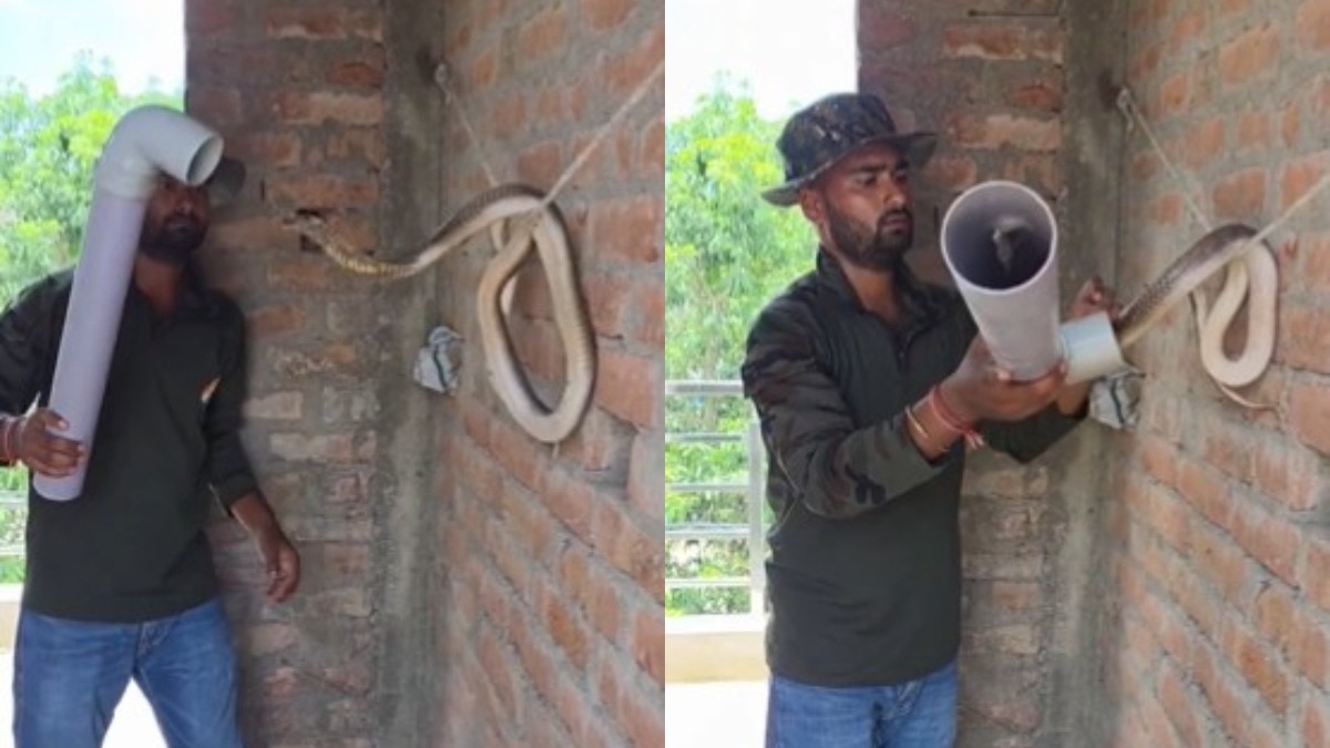 आपने किसी को PVC पाइप  के मदद से खतरनाक कोबरा पकड़ते हुए देखा है  (Photo:X/@earth_tracker)