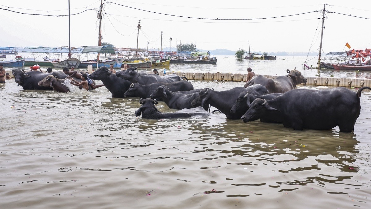 प्रयागराज संगम में उफनती गंगा और यमुना नदियों में अपने मवेशियों को नहलाते लोग.(File Photo:PTI)