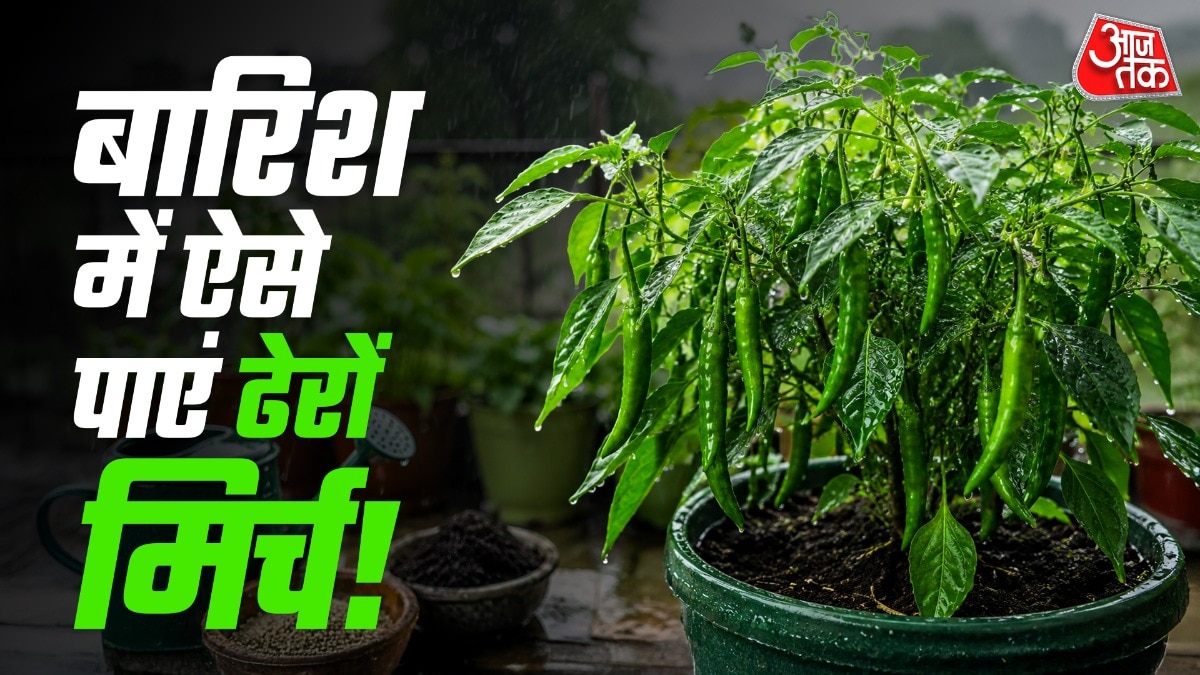 बारिश के मौसम अगर पौधे पर मिर्च नहीं आ रही हैं, तो उसके पीछे ज्यादा पानी भी हो सकता है. (Photo: ITG)