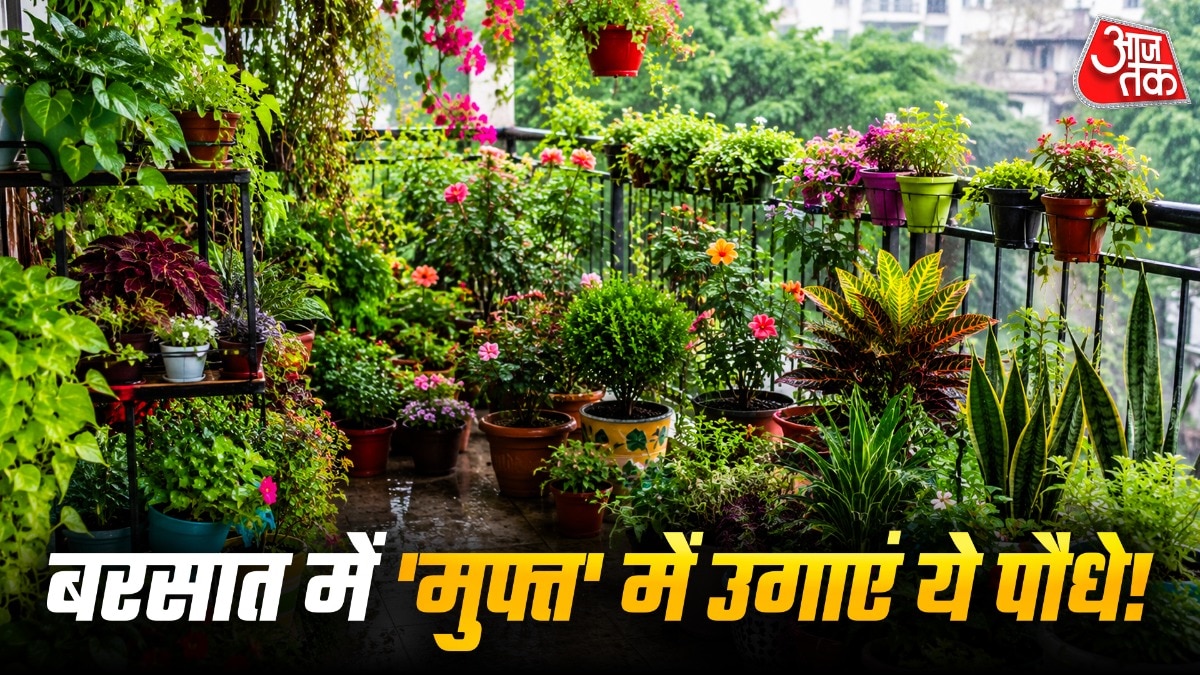 Plants to grow in Monsoon (Photo: ITG)