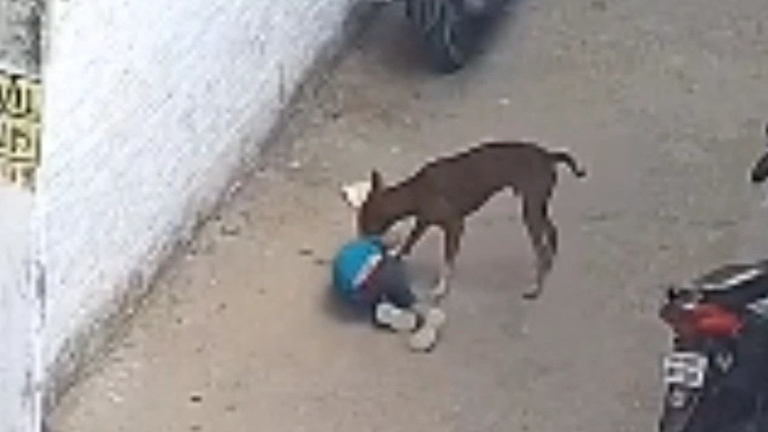 Pack of Stray Dogs Attack 4-Year-Old Child