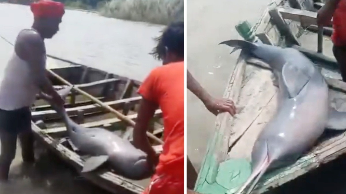 सहरसा के कोसी बहियार में डॉल्फिन का शिकार.(Photo:Screengrab)